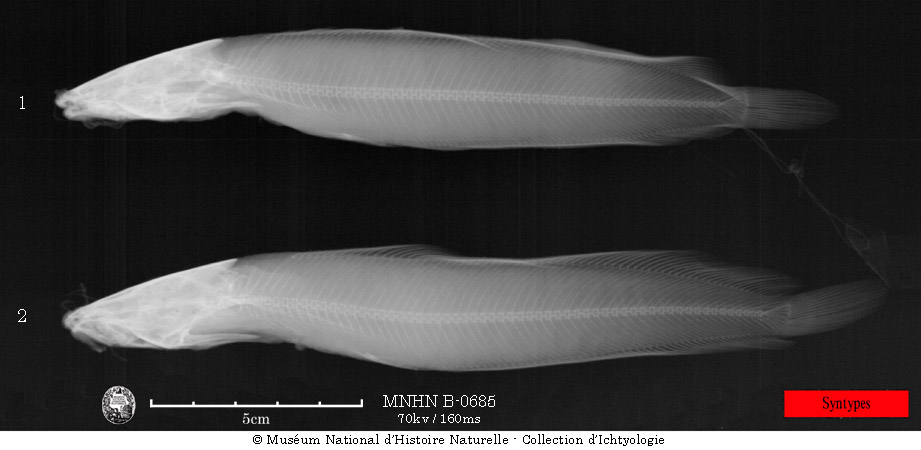 Clarias batrachus (Linnaeus, 1758)